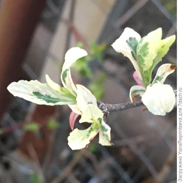 Жимолость вариегатная