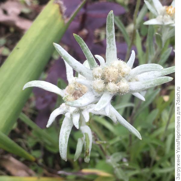 Мечта сбылась