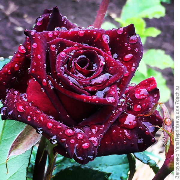 Блэк Баккара