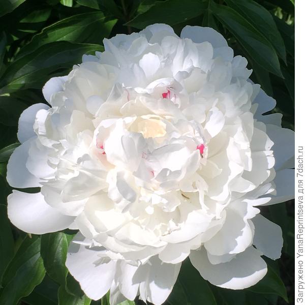 Тот самый, который украли...