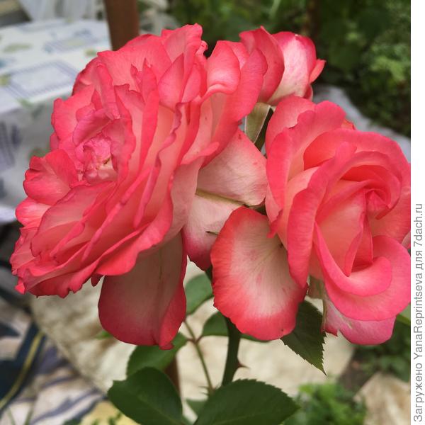 Должна была быть "Пьер де Ронсар", но случился пересорт. Не жалею: красивая и аромат потрясающий!