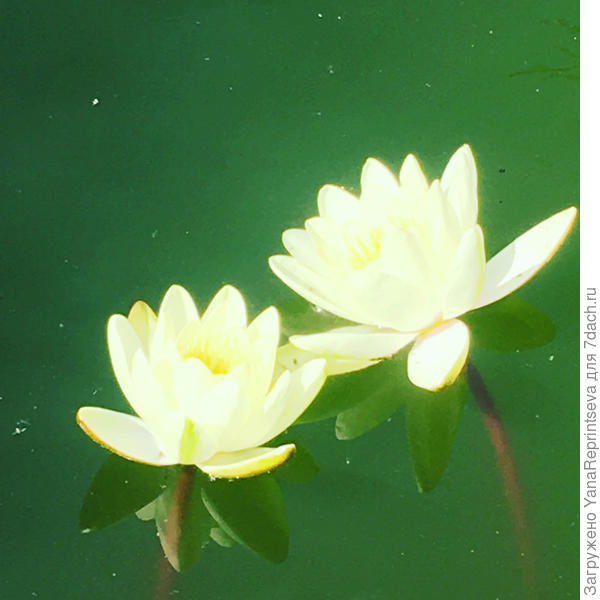 Нимфеи будто светятся изнутри