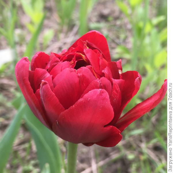 Тюльпанов было много разных