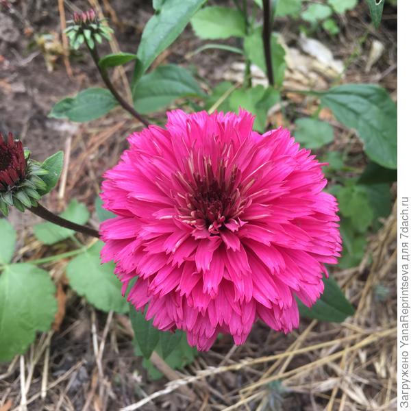 Тоже эхинацея