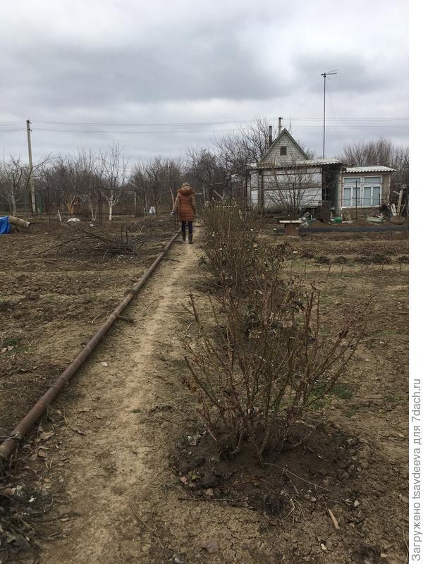 Кусты роз, отделяющие пространство зоны отдыха от огорода