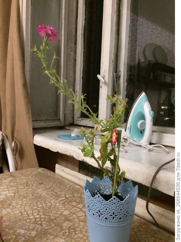 Розовый цветок