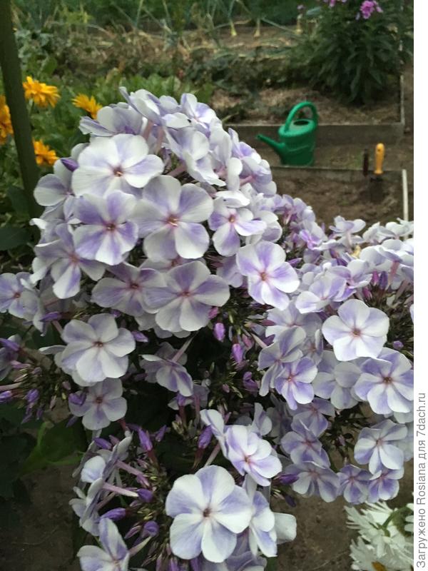 флокс гжель