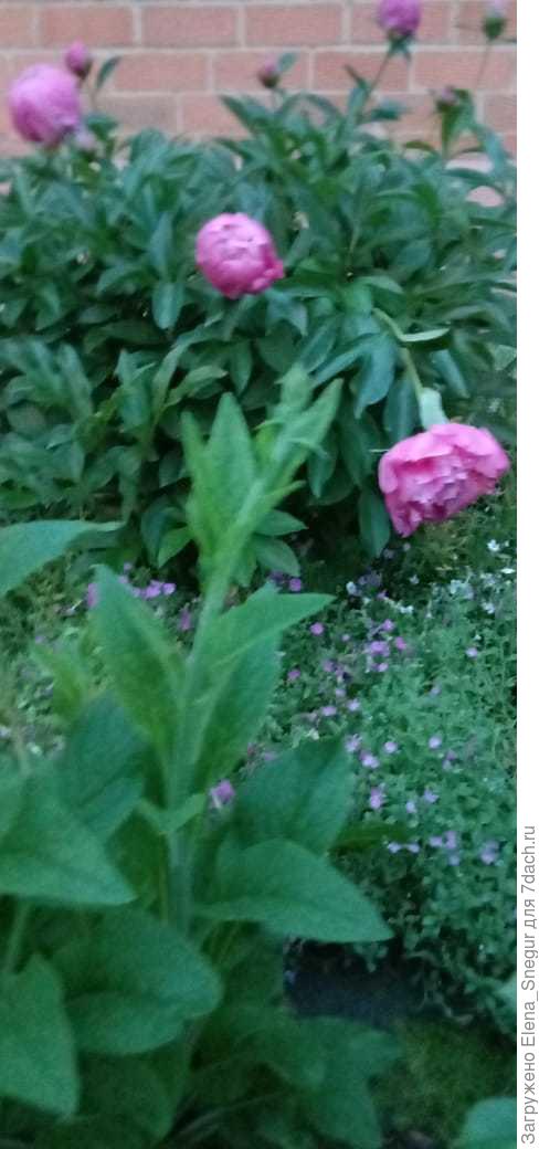 Начало июня, выдвигается цветонос