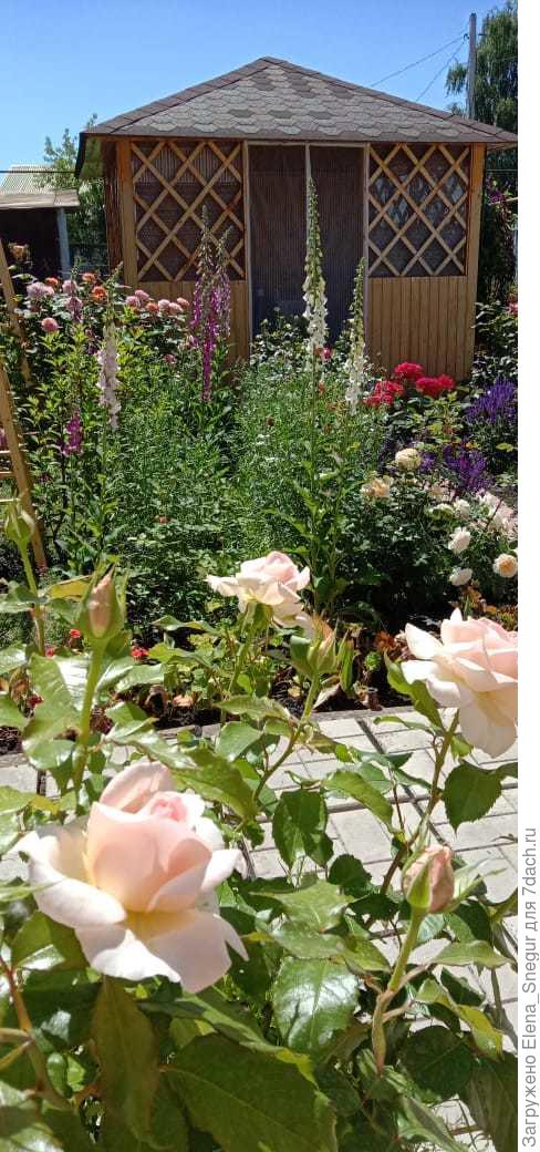 Вторая половина июня, цветем