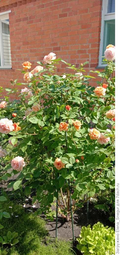 Вот на фото первый год жизни (левый нижний угол) :)