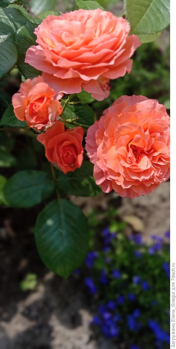 Belvedere и лобелия Ривьера Скай Блю (прямостоячая)