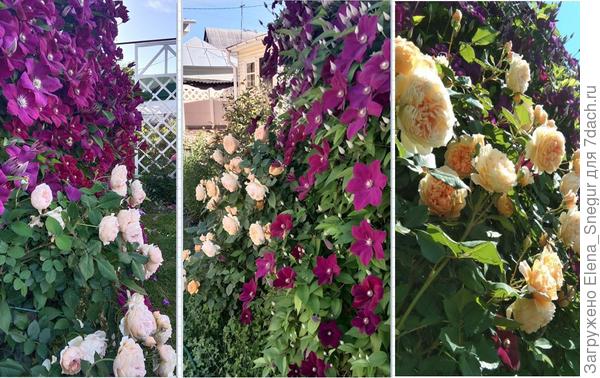 Плотность клематиса высокая, с задачей от пыли замечательно справляется