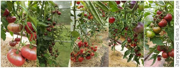 В теплице сухо и светло