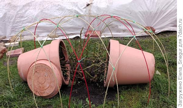 Горшки с розами уложены под каркас укрытия