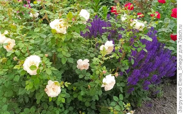 Шалфей Viola Klose