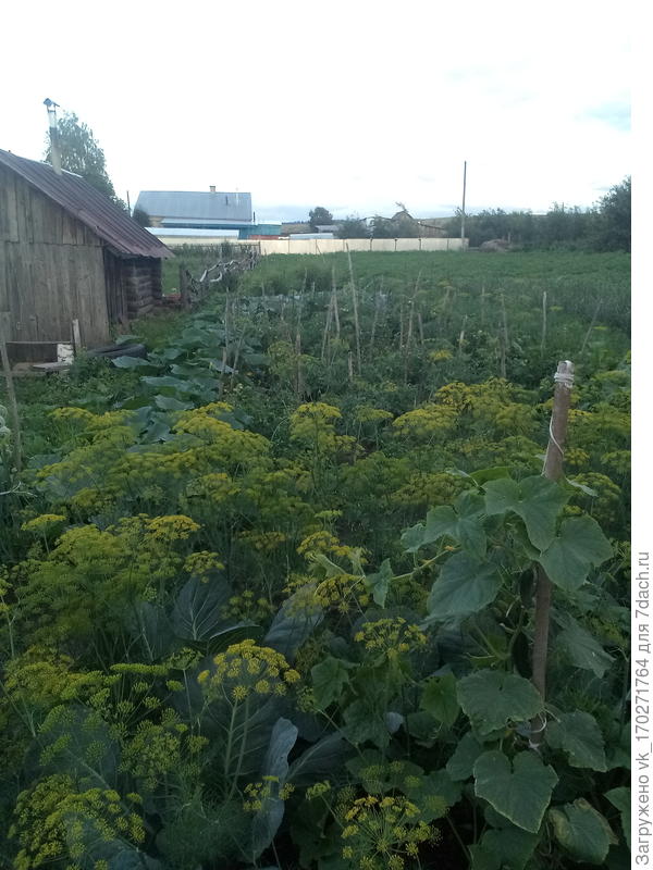 А это часть огорода, там все :и огурцы, и перцы, и томаты, и капуста, и конечно же картошечка!