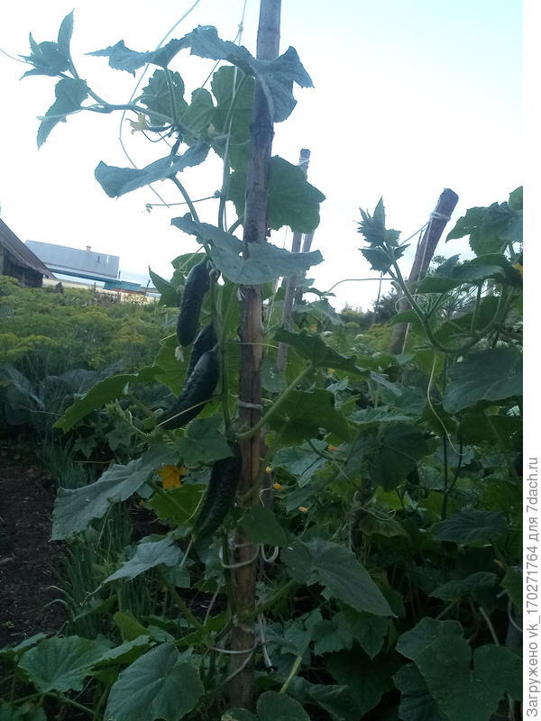 Папа, проявляет инициативу и ставит для огурцов подпорки. Вот такой деревенский вариант)))