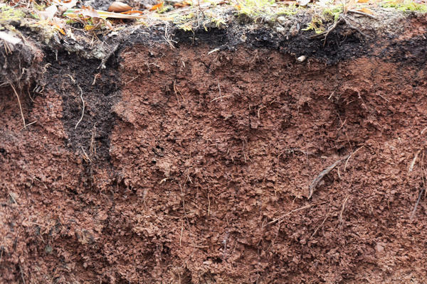 Приморье - зона глинистых почв и избыточной влаги. Виноград здесь сажают в холмы или гряды