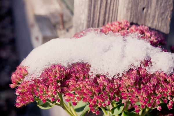 Очитники цветут до первого снега