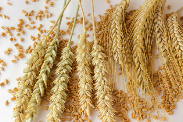 Приготовить брагу можно из зерна, кукурузы, риса или крахмала