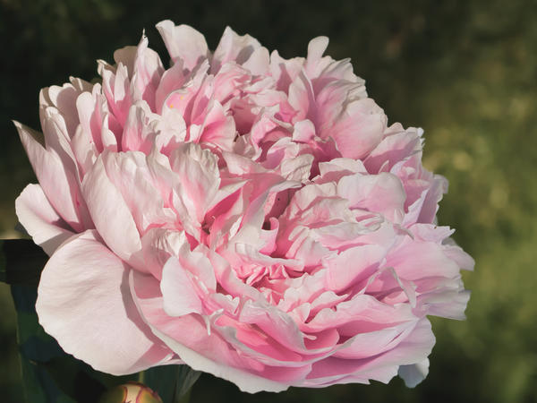 Пион Sarah Bernhardt