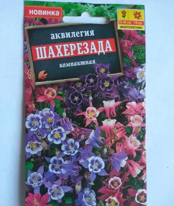 Аквилегия низкая