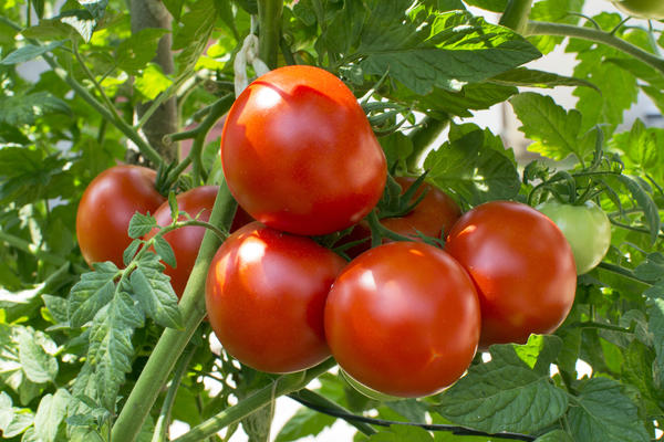 Правильная подкормка томатов в теплице: какие удобрения и когда использовать — Fertilizer Daily