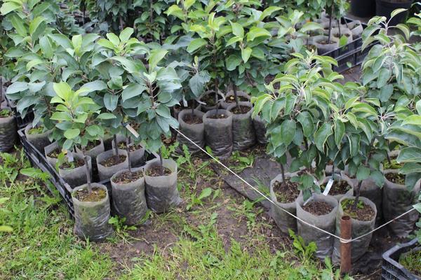 Как выбрать саженцы плодовых деревьев при покупке весной
