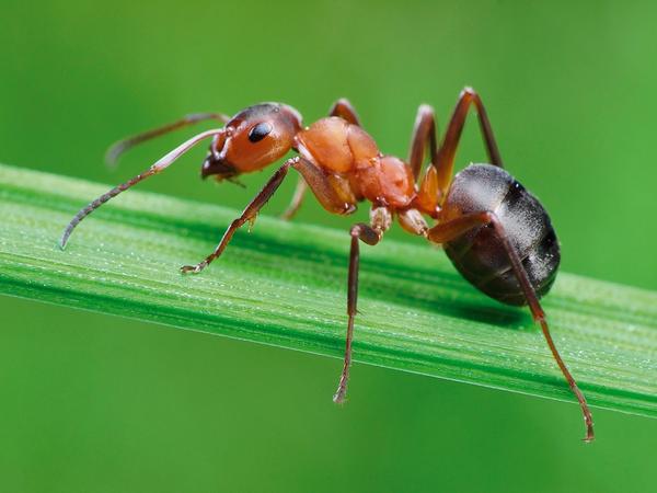 Садовые муравьи доставляют немало хлопот (фото предоставлено компанией Август)