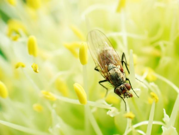 Луковая муха очень похожа на обычную домашнюю (фото предоставлено компанией Август)