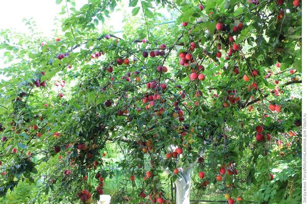 Садово ягодные культуры