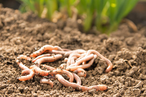 Местные черви лучше приспособлены к погоде и почвам