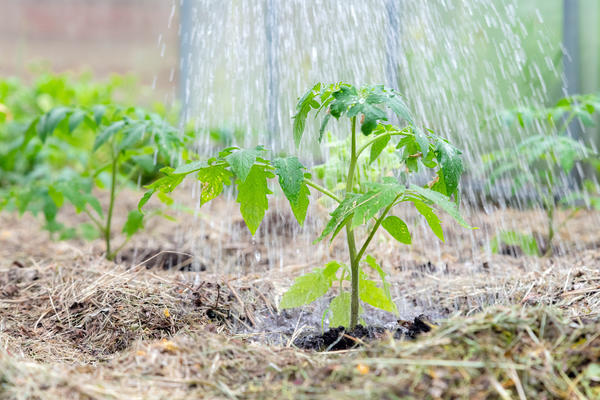 Почва под томатами должна быть влажной, а воздух - сухим