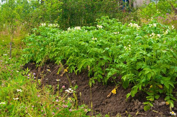 Выращивание и уход за картофелем: практические советы