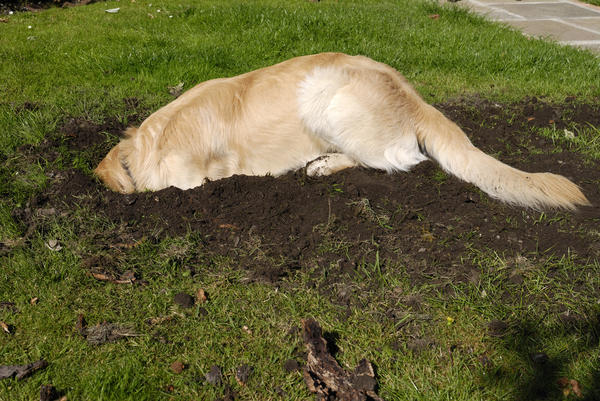 Некоторым собакам нравится копать газон