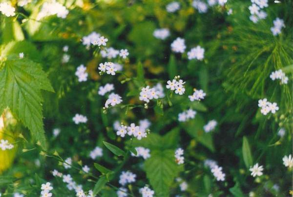 Незабудка болотная. Фото © Кирилла Ткаченко (flower.onego.ru)