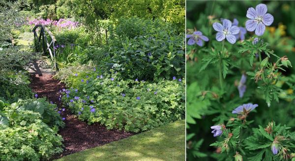 Geranium v ​​polostínové květinové zahradě (vlevo). Muškát luční (vpravo) ozdobí nejen zahradu, ale i stůl