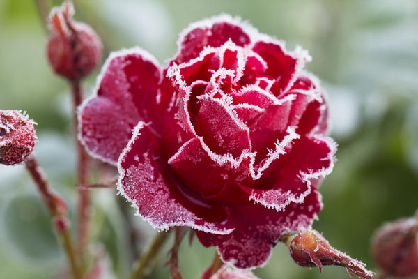 Советы специалистов по подготовке роз к суровой зиме, лучшие способы укрытия осенью