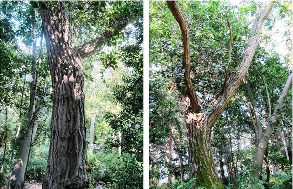 Взрослый гинкго вырастает до внушительных размеров. Сфотографировать такое дерево целиком непросто. Фото автора