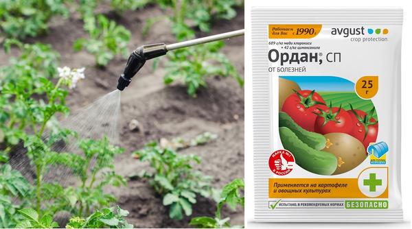 При первых признаках фитофтороза нужно провести обработку