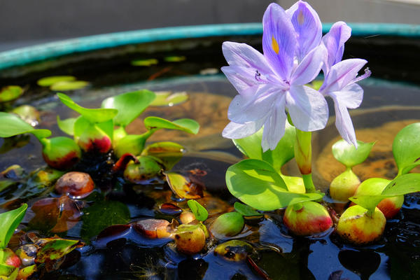 Эйхорния (водяной гиацинт) - одной из самых эффектных плавающих растений