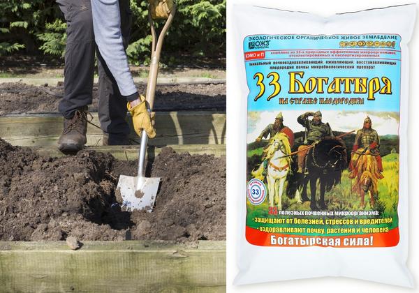 33 богатыря можно вносить при осенней и весенней перекопке, добавлять в почвогрунт для рассады и в лунки при высадке рассады на грядки