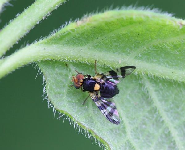 Вишневая муха наносит большой вред урожаю вишни и черешни