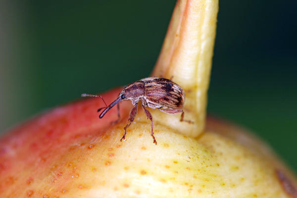 Яблонный цветоед питается на яблоне, но редко встречается и на груше