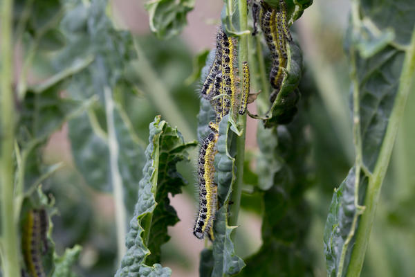 Младшие гусеницы капустной белянки держатся группами и имеют приметную окраску, благодаря чему их легко заметить и собрать вручную