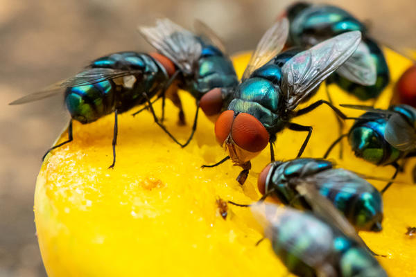 Чтобы в выгребной яме не размножались мухи, отходы нужно обрабатывать специальными препаратами
