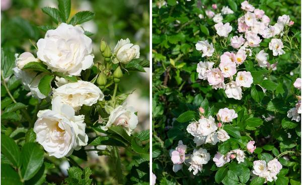 Нежно-розовые цветки латвийских сортов Ritausma (слева) и Abelzieds (справа) выгорают до белого