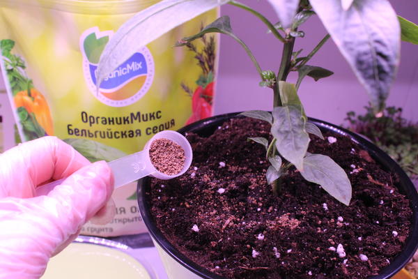 Органические удобрения рассыпьте по поверхности почвы в горшках , прорыхлите и полейте растение