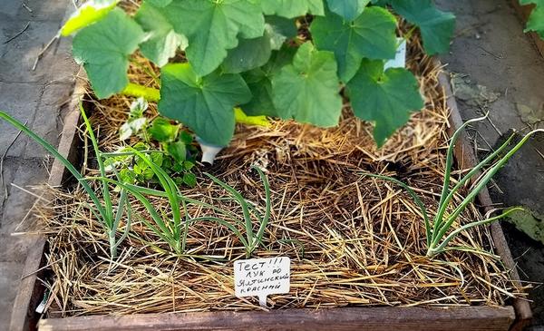 лук можно выращивать на одной грядке с другими культурами. для сохранения влаги в почве посадки мульчируют. фото светланы зениной (svetlanazenina)
