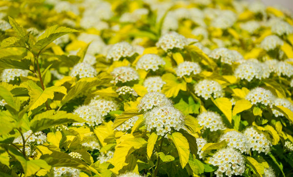 Учитывайте, что соцветия способны полностью изменить или подчеркнуть окраску цветового пятна. Например, белые шарики желтолистного пузыреплодника еще больше высветляют куст во время цветения